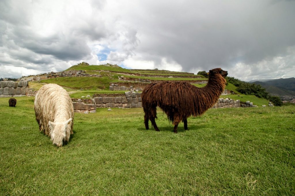 Living lawn mowers
