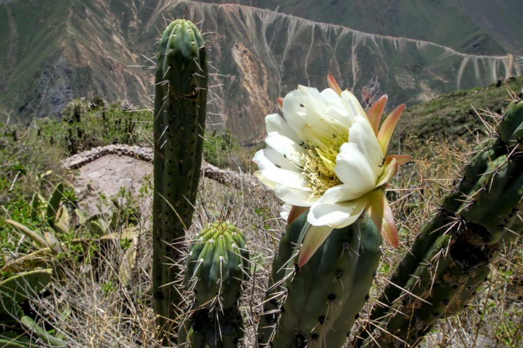 Cactus in bloom