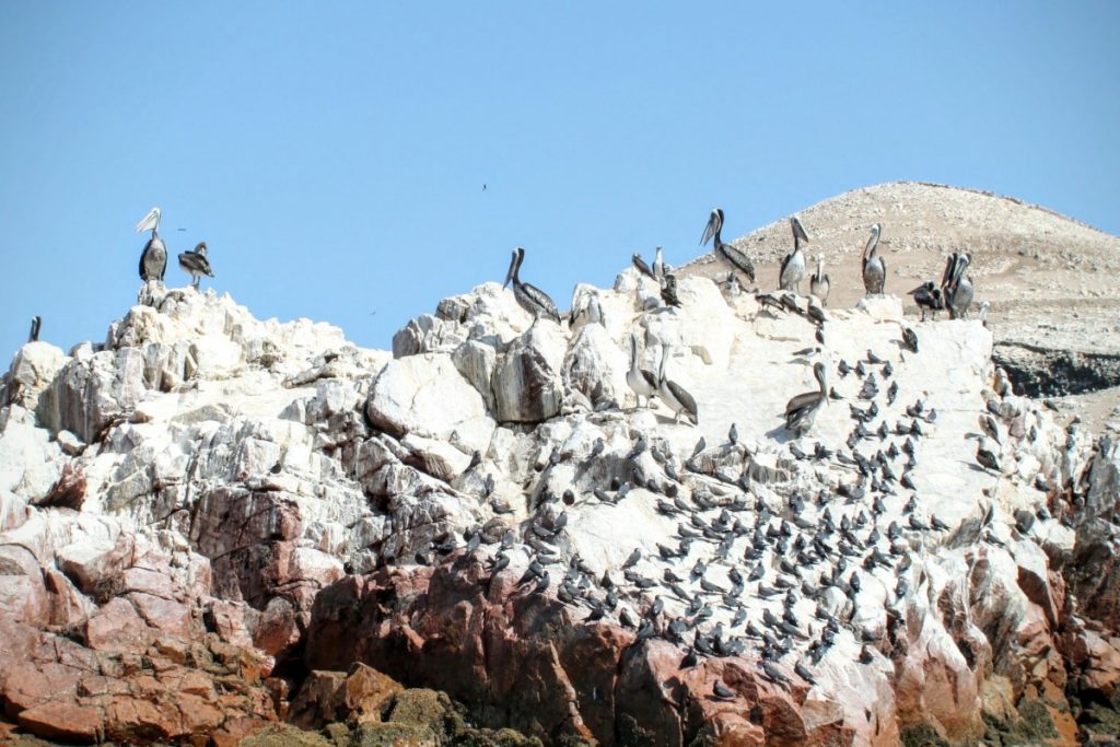 Lots of birds
