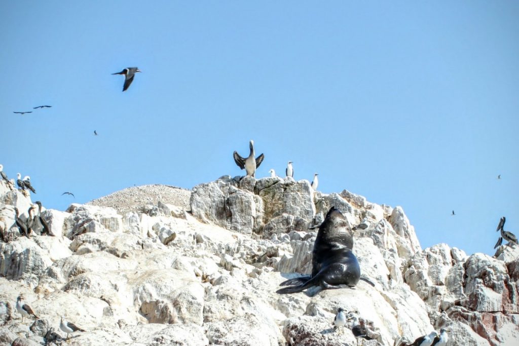 Pelicans, other Marin's birds, sealions and seals