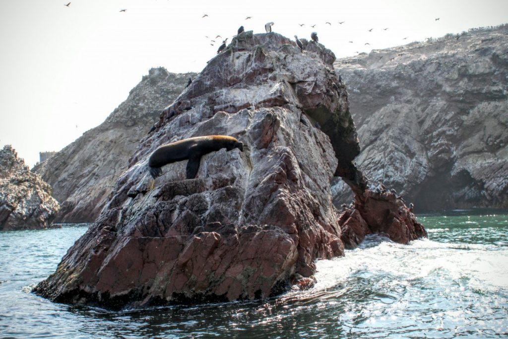 Sealions bask on the rocks