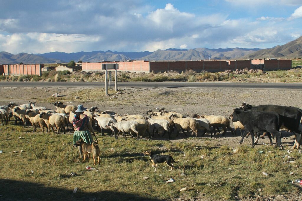 Livestock