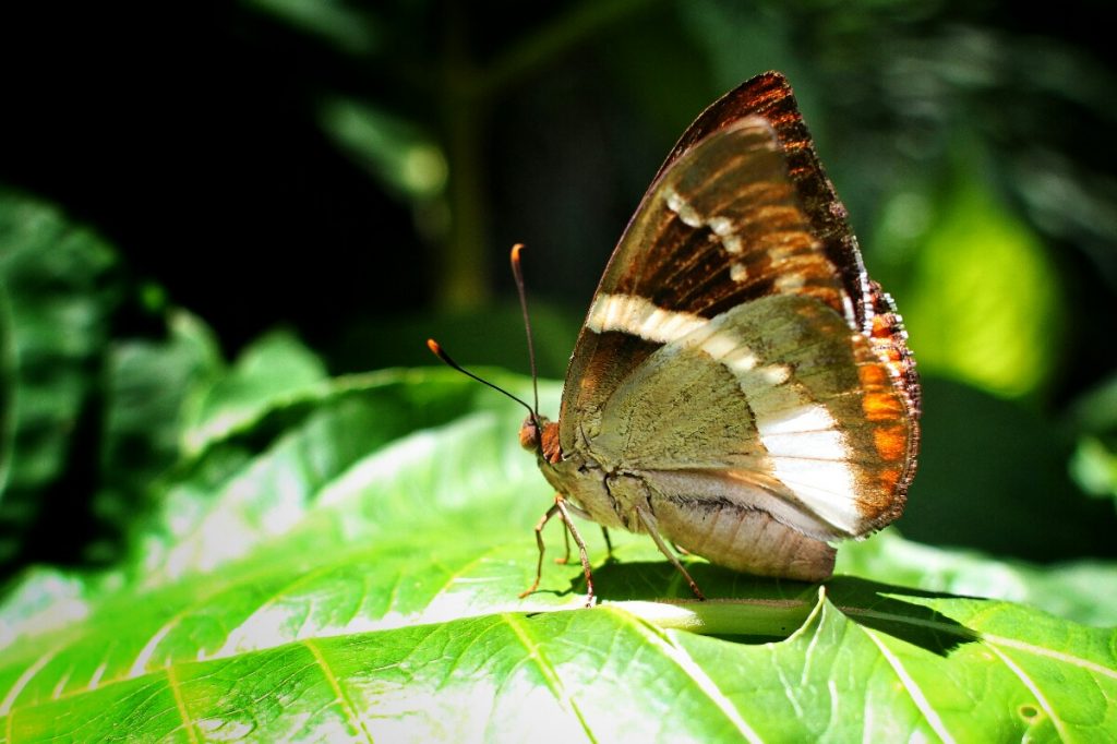 Butterflies are much easier to get close to than birds