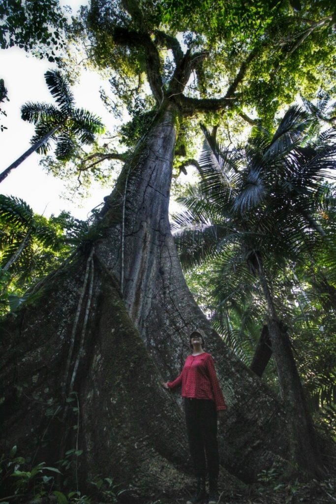 Most of Madidi National Park is primary rainforest
