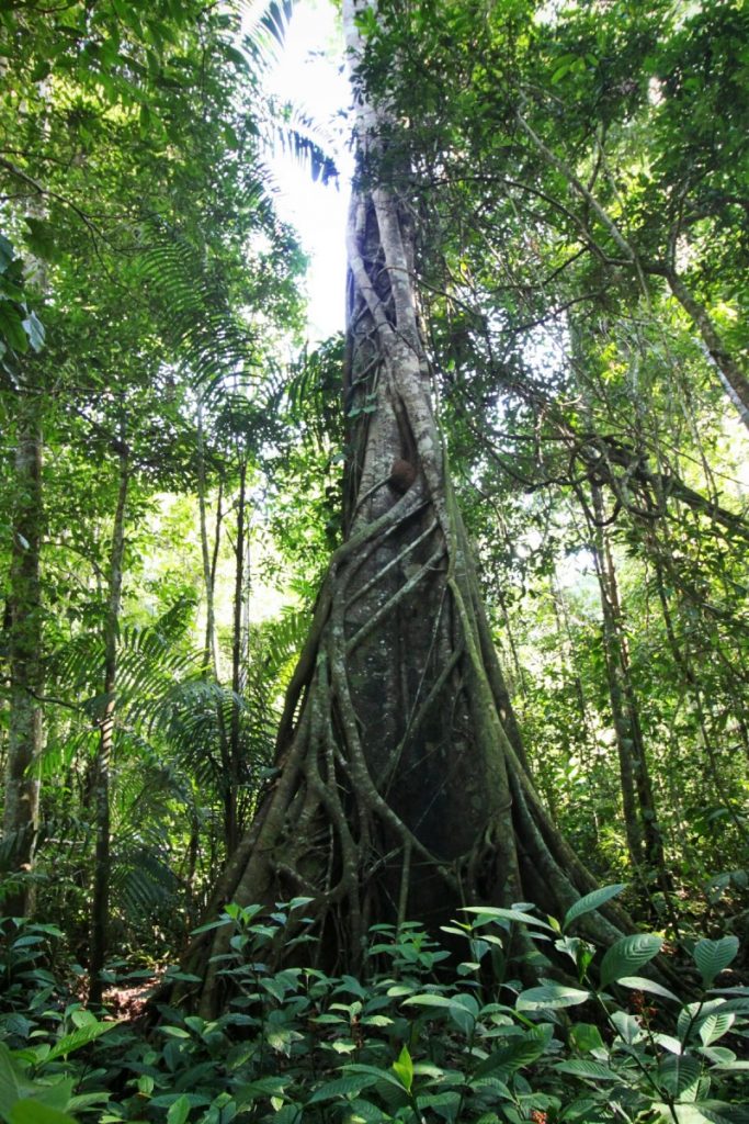 This tree is in the process of being enveloped by the Strangle Fig