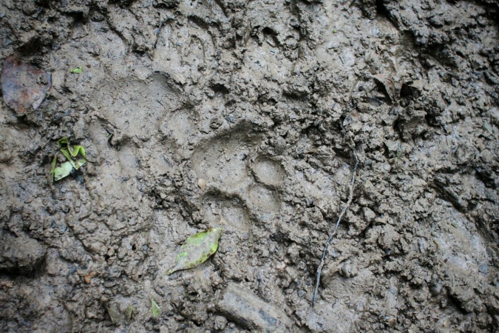 This is as close as we came to seeing a puma