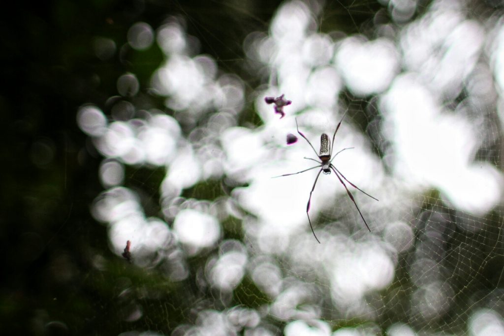 Weird spiders