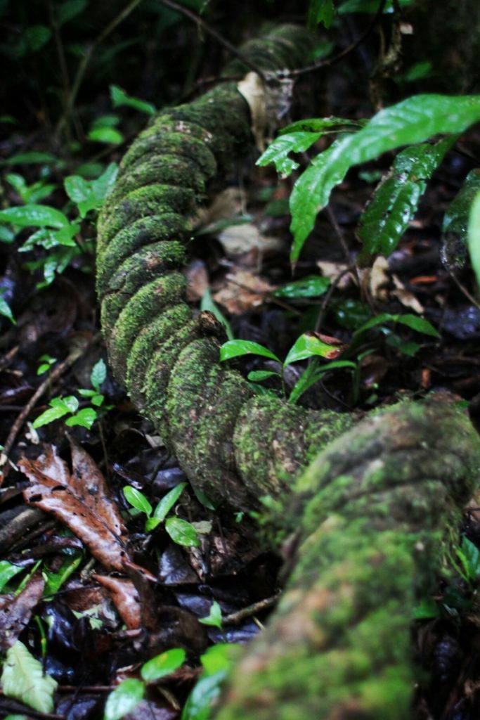Coiled vine
