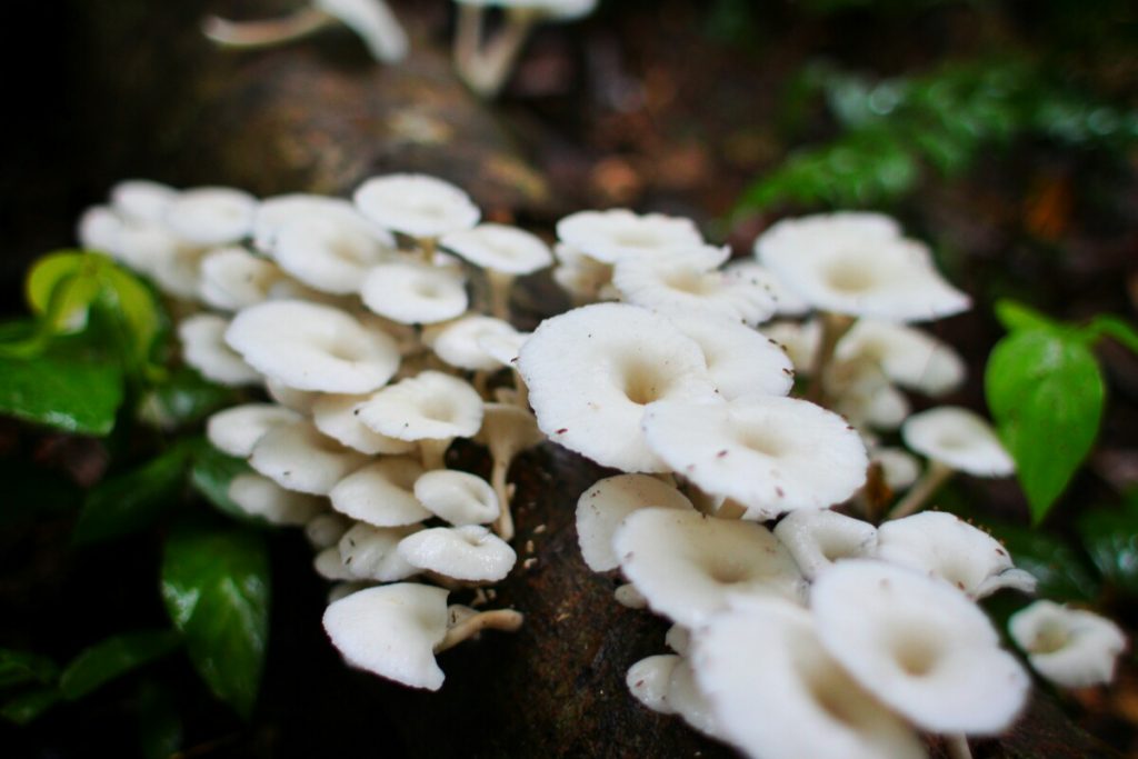 Monkeys are actually really hard to photograph. Fungus stays nice and still