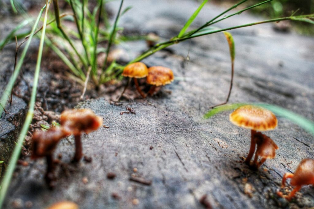 Mushroom