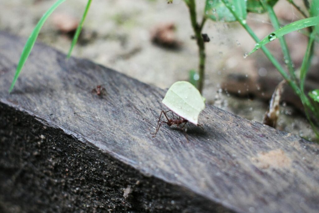 Leafcutter ants