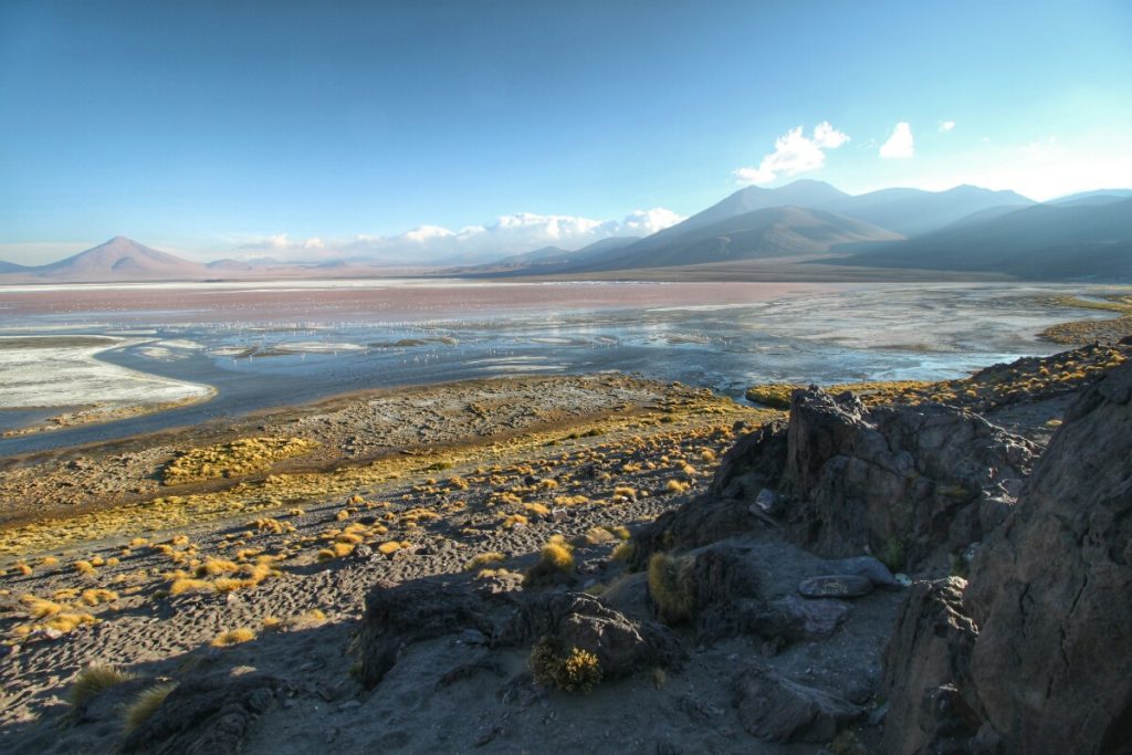 Flamingos in the distance
