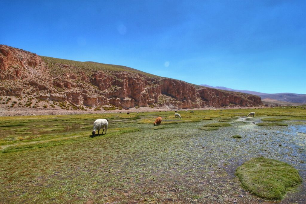 Llamas relaxing